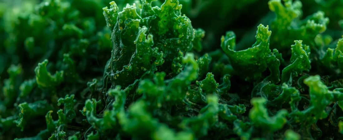 Chlorella und Spirulina