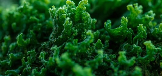 Chlorella und Spirulina