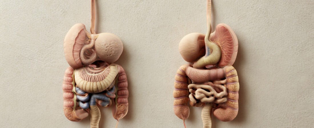 Die Bedeutung der Darmgesundheit